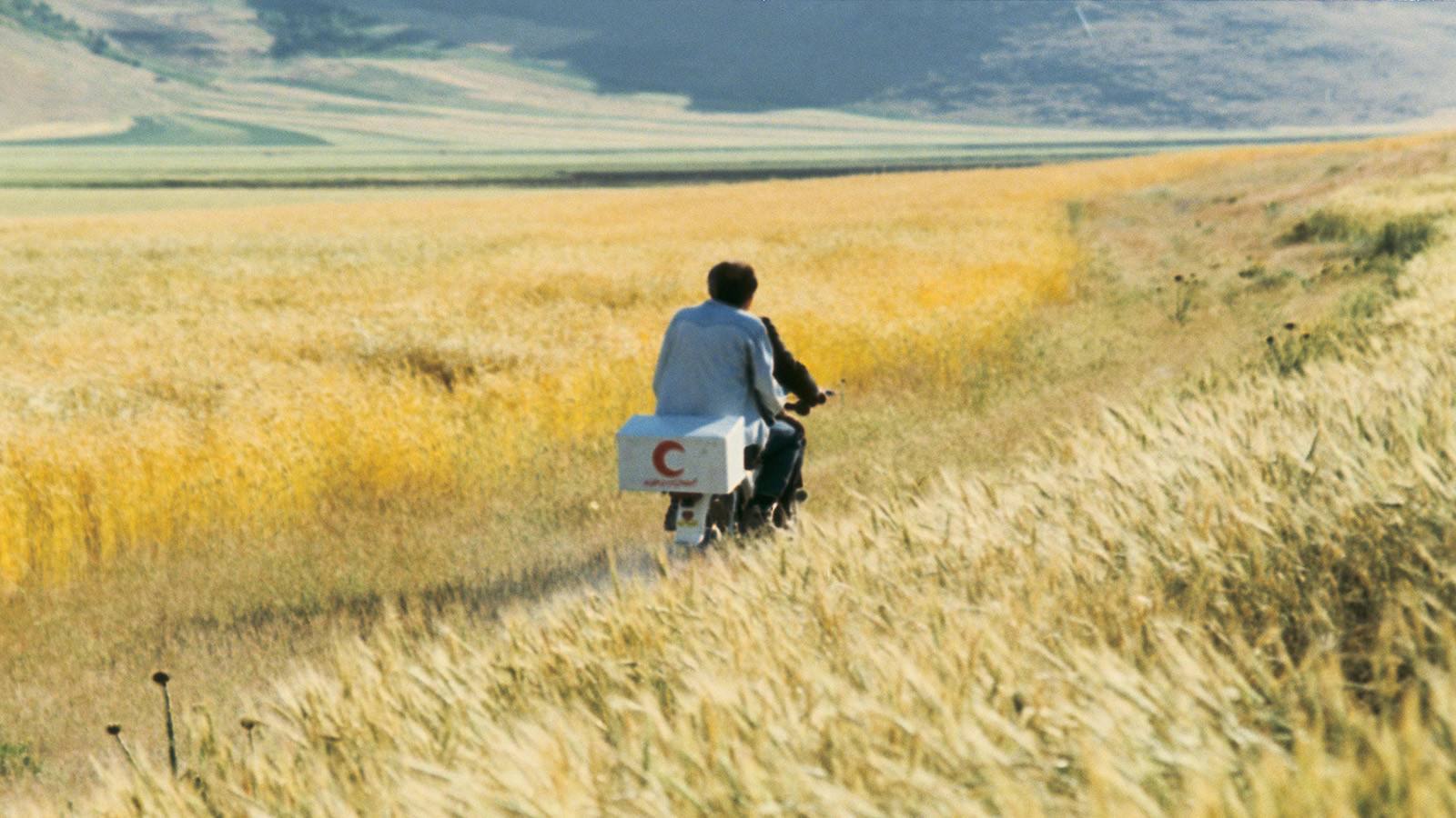 Man on motorcycle driving through a yellow wheat field