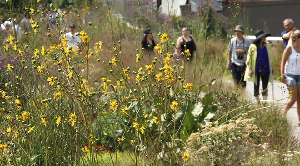 Image of yellow flowers and people walking