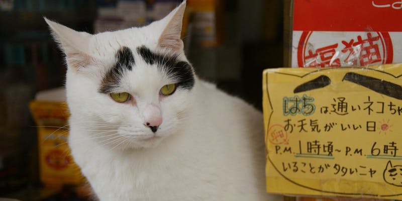 White cat with black "eyebrows"
