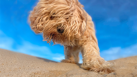 dog